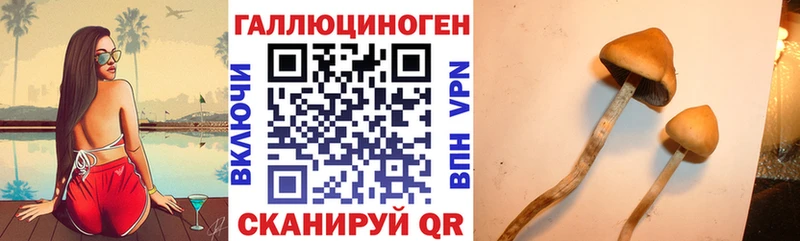 Купить закладки  Находка  Псилоцибиновые грибы GOLDEN TEACHER 